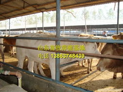 新鲜屠宰肉牛，大量出售，价格优惠，送货到家