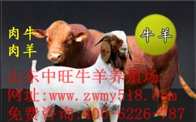 新农商指数 肉牛屠宰的智慧管理与产业升级引擎