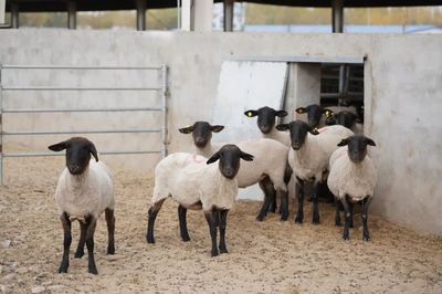 肉牛屠宰行业最新动态 规范化、智能化与可持续发展