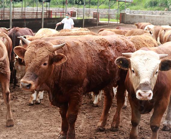 池州畜源牧业 肉牛全产业链发展之路——以屠宰加工为核心驱动