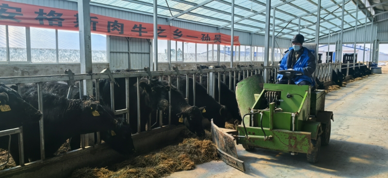 孙吴县 打造安格斯肉牛全产业链 “黑尊牛”品牌香飘全国
