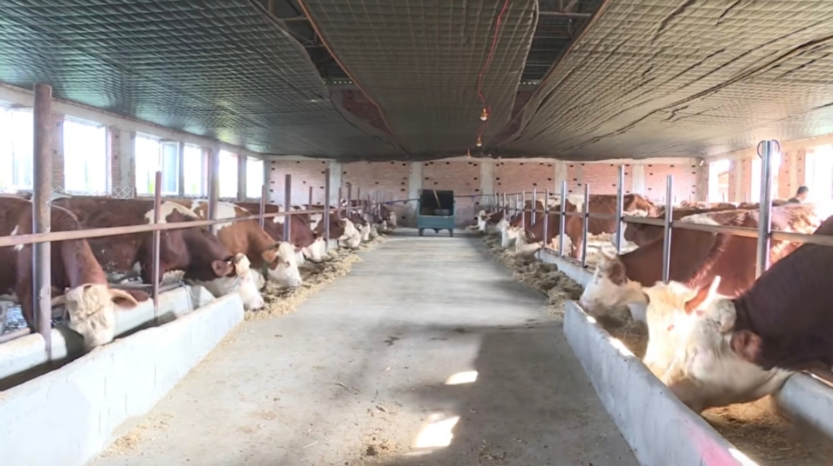 德惠肉牛规模化养殖助推乡村振兴的综合效益分析